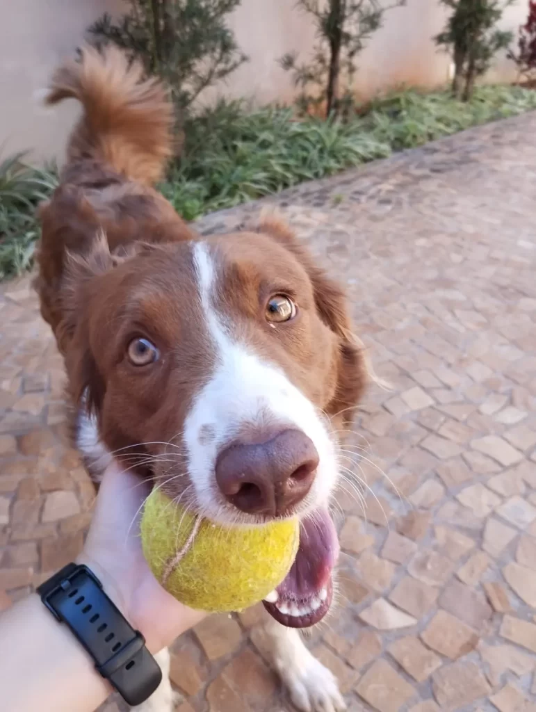 Imagem cachorro brincando com bolinha