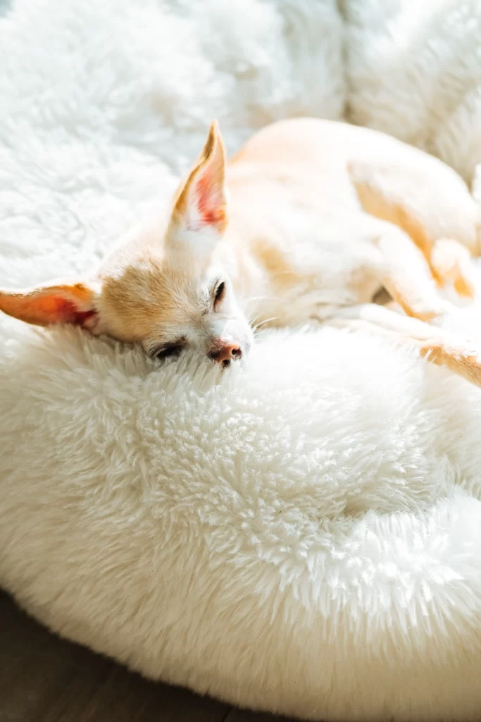 Imagem cachorro dormindo