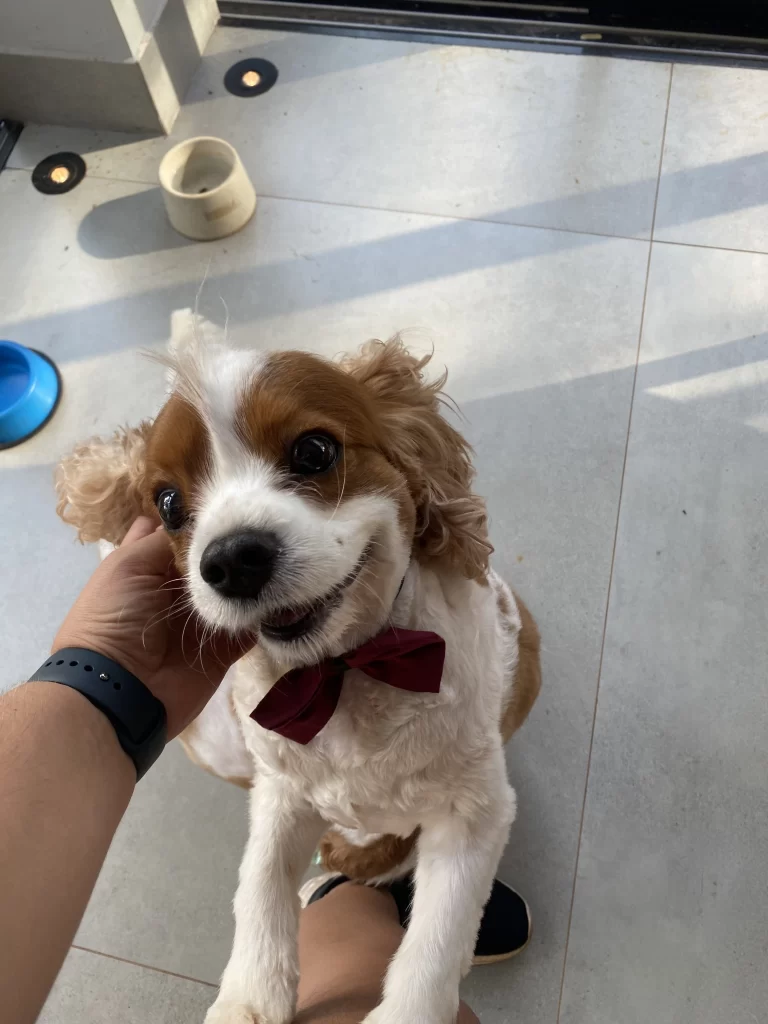 Imagem de pet recebendo carinho