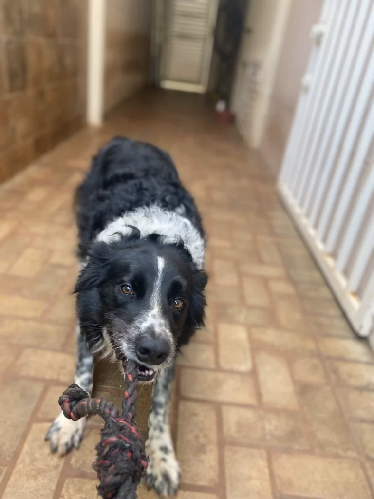 Imagem de cachorro brincando com corda