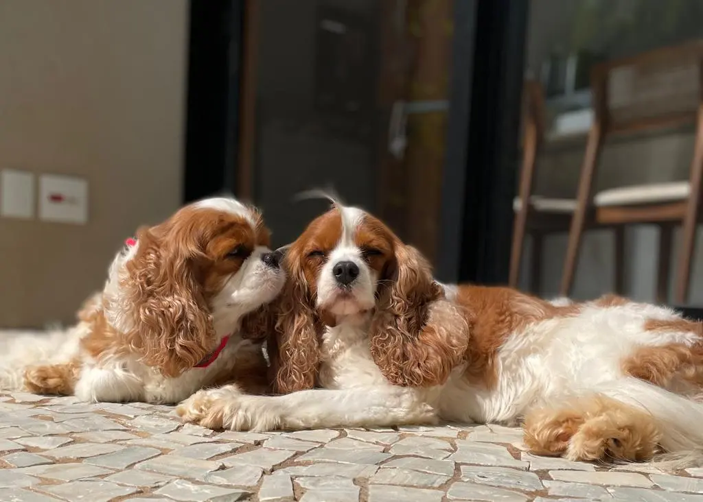 Imagem cães descansando