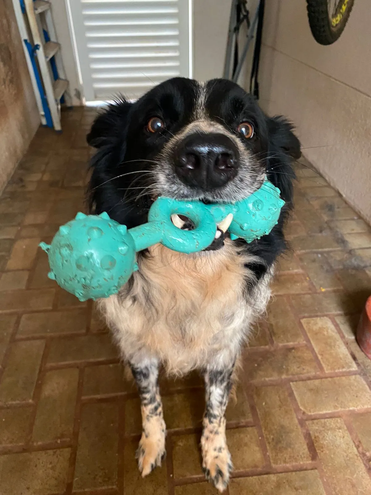 Imagem cão brincando