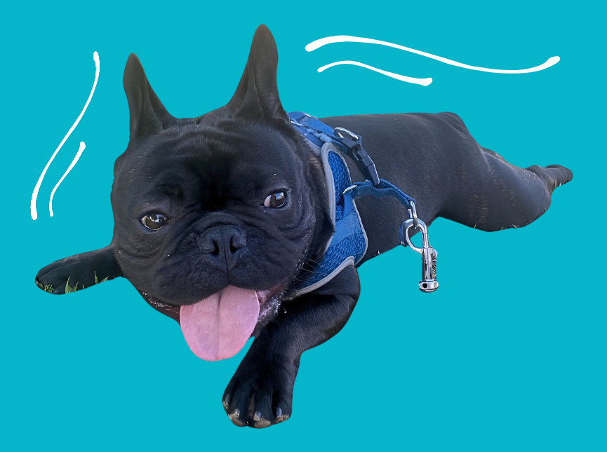 Imagem do Mascote Tia Mavi Pet Care